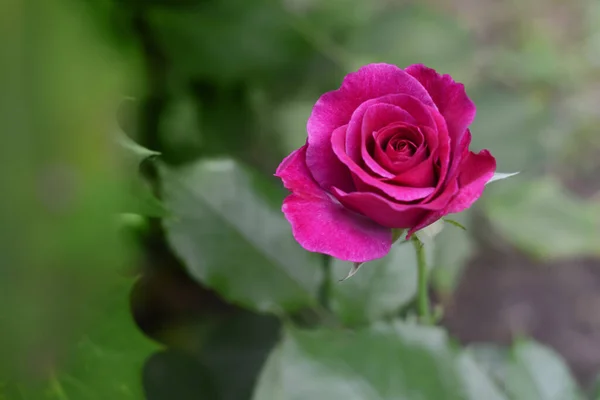 Beautiful Violet Rose Flower Blooming Outdoors Closeup Space Text —  Fotos de Stock