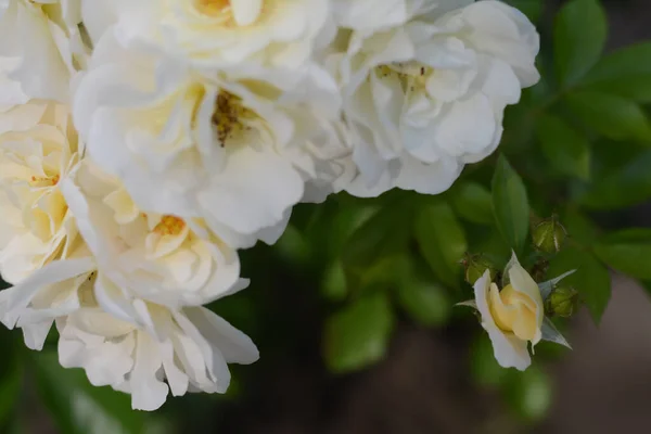 Vackra Vita Ros Blommor Blommar Utomhus Närbild — Stockfoto