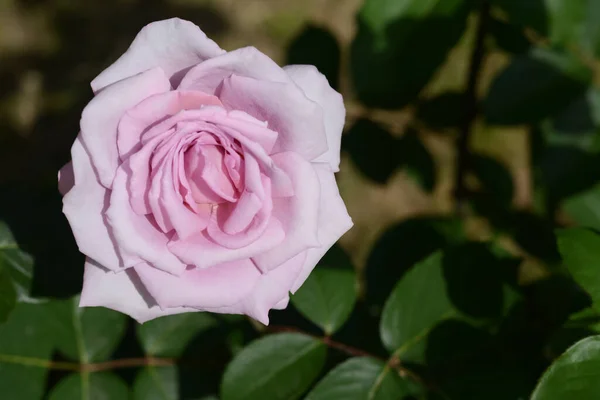 Beautiful Pink Rose Flower Blooming Outdoors Closeup Space Text — Stock Photo, Image