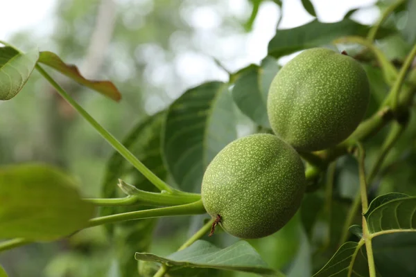 Green Unripe Walnuts Tree Branch Closeup — Stockfoto