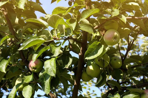 Apple Tree Fresh Ripe Fruits Sunny Day — Fotografia de Stock