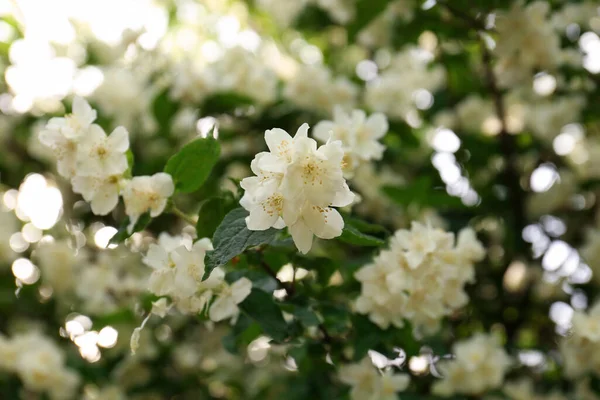 Belle Floraison Blanc Jasmin Arbuste Extérieur Gros Plan — Photo