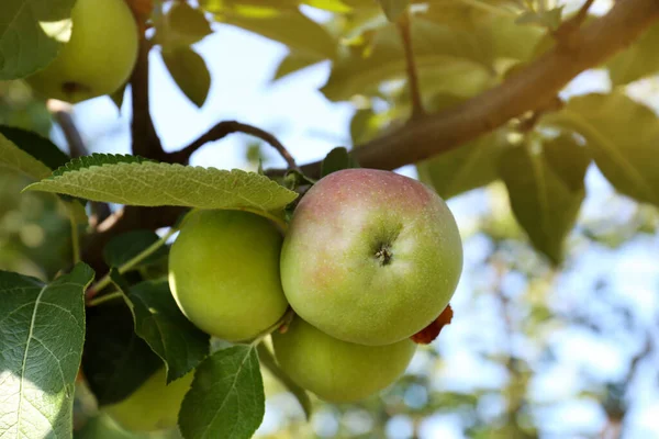 Μηλιά Φρέσκα Και Ώριμα Φρούτα Την Ηλιόλουστη Μέρα Κοντινό Πλάνο — Φωτογραφία Αρχείου