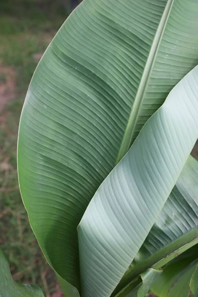 Красивий Зелений Лист Рослини Банана Відкритому Повітрі Впритул Тропічна Рослинність — стокове фото