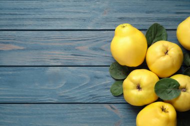 Fresh ripe organic quinces with leaves on blue wooden table, flat lay. Space for text