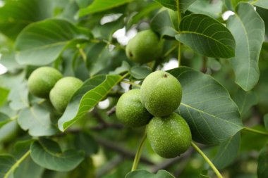 Ağaç dalında yeşil olgunlaşmamış cevizler, yakın plan.