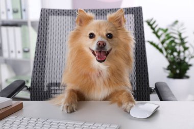 Cute Pomeranian spitz dog at table in office