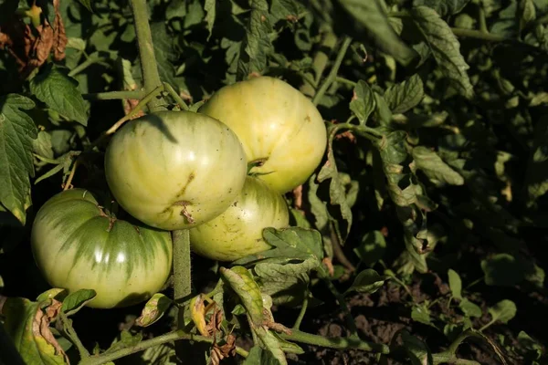 Beautiful Green Tomato Plant Growing Garden Closeup Space Text — Stockfoto