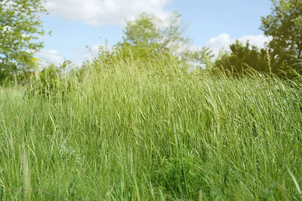 Beautiful Lawn Fresh Green Grass Outdoors Sunny Day —  Fotos de Stock