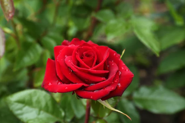 Beautiful Red Rose Flower Dew Drops Garden Closeup — 图库照片