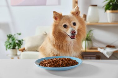 Cute Pomeranian spitz at table with dry dog food indoors