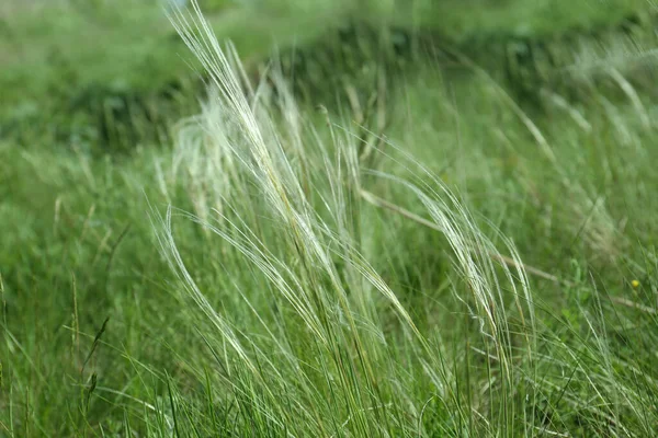 Beautiful Feather Grass Growing Field Closeup — Foto Stock