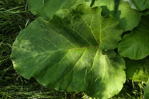 Burdock Plant Big Green Leaves Outdoors Top View — 스톡 사진