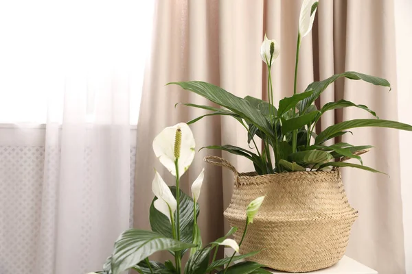 Stilvolles Interieur Mit Schönen Pflanzen Topf — Stockfoto