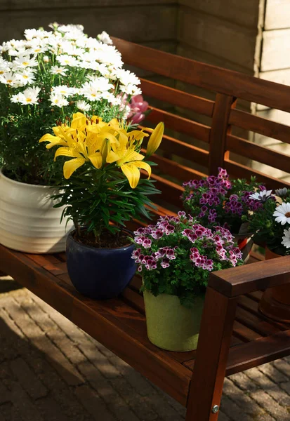 Many Different Beautiful Blooming Plants Flowerpots Wooden Bench Outdoors — Fotografia de Stock
