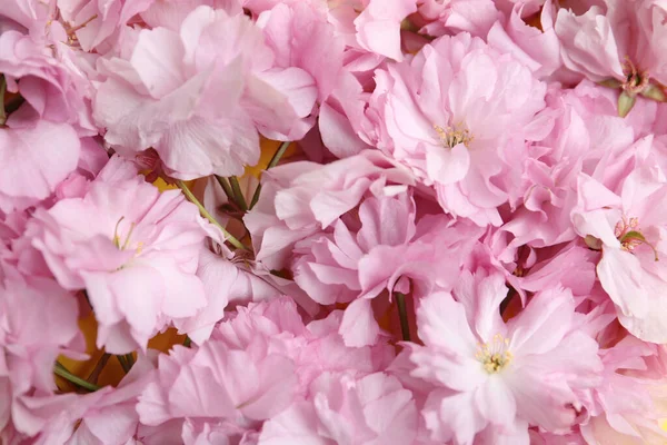 Gyönyörű Sakura Virág Mint Háttér Közelkép Japán Cseresznye — Stock Fotó