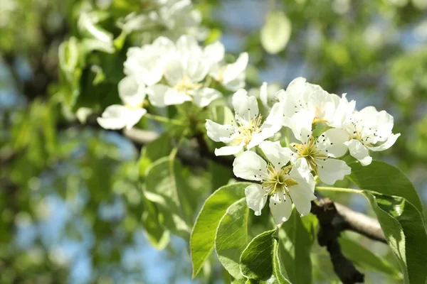 Beautiful Blossoming Pear Tree Outdoors Sunny Day Closeup Space Text — Stock Photo, Image