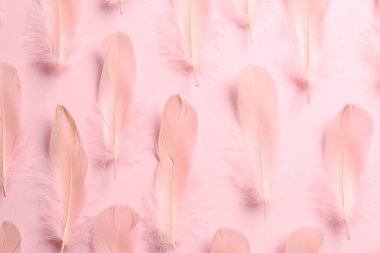 Beautiful feathers on light pink background, flat lay