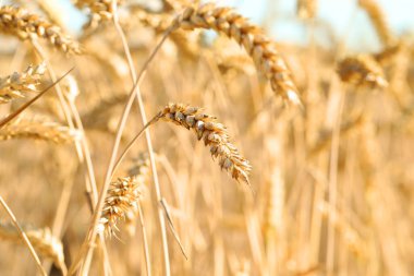 Beautiful ears of wheat in field, closeup