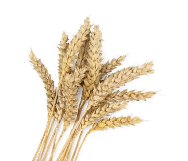 Ears of wheat on white background, top view