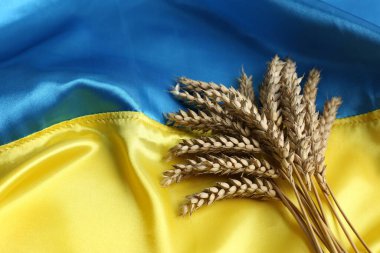 Ears of wheat on Ukrainian national flag, space for text