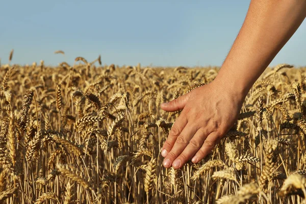 Man Wheat Field Blue Sky Closeup — Stock fotografie