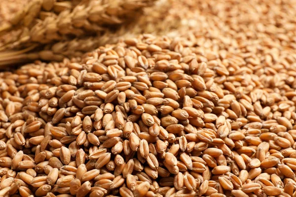 Heap Wheat Grains Background Closeup View — Stock Fotó