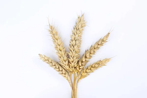 Уши Пшеницы Белом Фоне Вид Сверху — стоковое фото