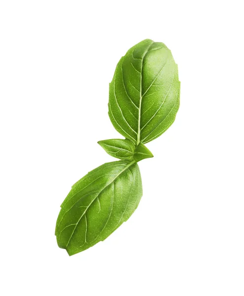Aromatic Green Basil Sprig Isolated White Fresh Herb — Stok Foto