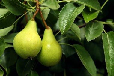 Bahçedeki ağaç dalında olgun armutlar