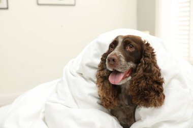 Evde battaniyeyle kaplanmış sevimli bir köpek.