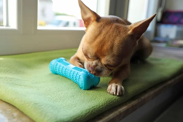 Cute small chihuahua dog with toy on window sill