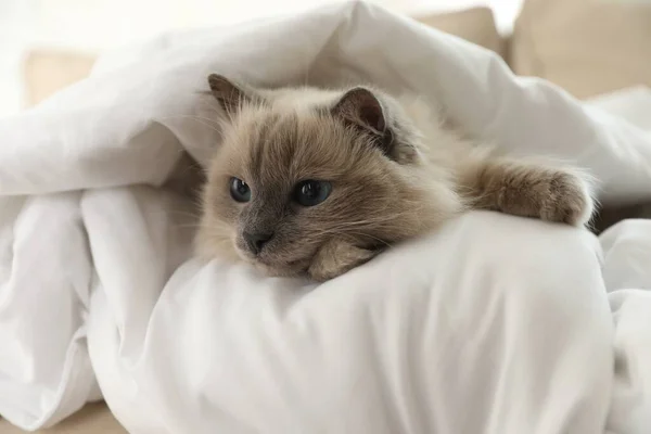 Adorable Birman Gato Bajo Manta Casa — Foto de Stock