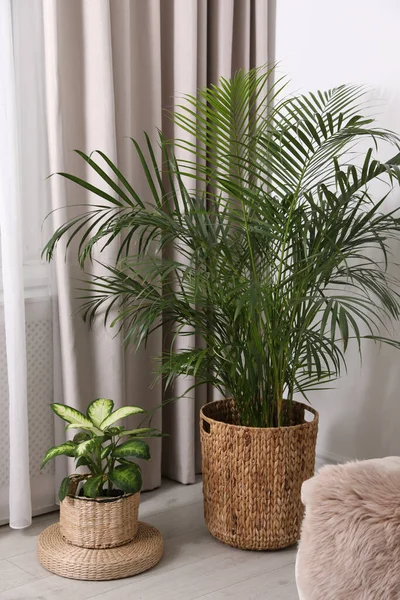 Beautiful Potted Plants Window Curtains Stylish Room — 스톡 사진