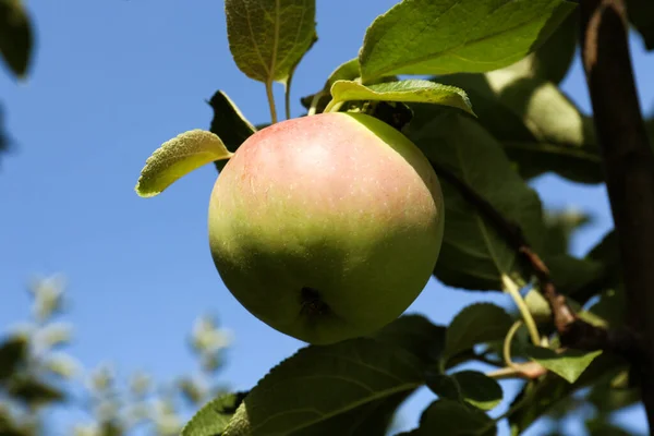 Φρέσκο Και Ώριμο Μήλο Κλαδί Δέντρου Κοντινό Πλάνο — Φωτογραφία Αρχείου