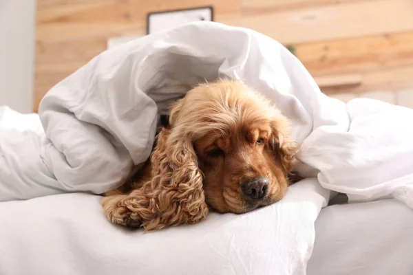 Niedliche Englische Cocker Spaniel Mit Weicher Decke Auf Dem Bett — Stockfoto