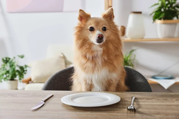 Hungry Pomeranian Spitz Dog Waiting Food Table Empty Plate Indoors — Stock Fotó
