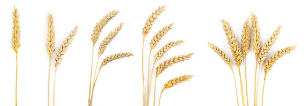 Set Dried Ears Wheat White Background Top View Banner Design — Fotografia de Stock