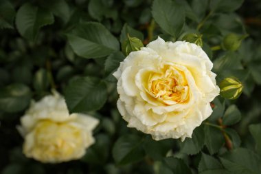 Closeup view of beautiful blooming rose bush outdoors