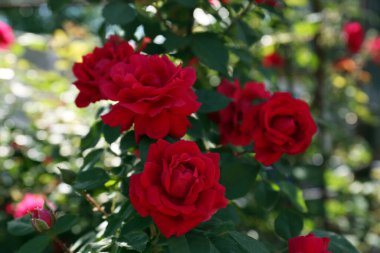 Beautiful blooming red rose bush outdoors on sunny day, closeup