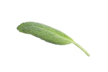 Aromatic green sage leaf isolated on white. Fresh herb