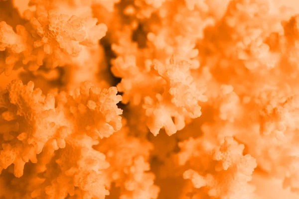 Beautiful Orange Sea Coral Background Closeup — Foto Stock