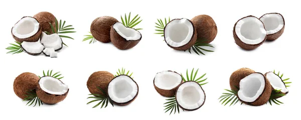 Set Ripe Coconuts Green Leaves White Background Banner Design — Fotografia de Stock