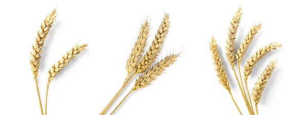 Set Dried Ears Wheat White Background Top View Banner Design — 图库照片