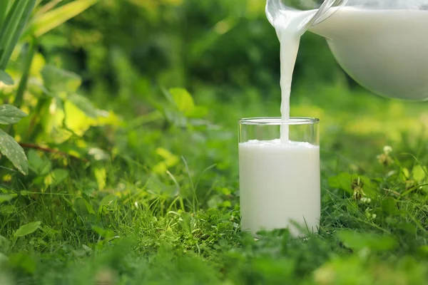 Pouring Tasty Fresh Milk Jug Glass Green Grass Outdoors Closeup — ストック写真