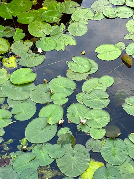 池塘里有许多美丽的绿色荷叶 — 图库照片