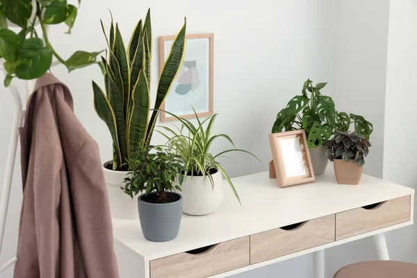 Different Beautiful House Plants White Table Indoors — Stock Fotó