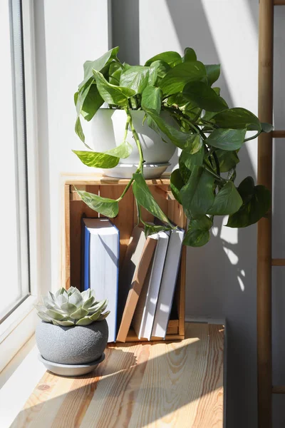 Different Beautiful Houseplants Books Window Sill Indoors — Photo