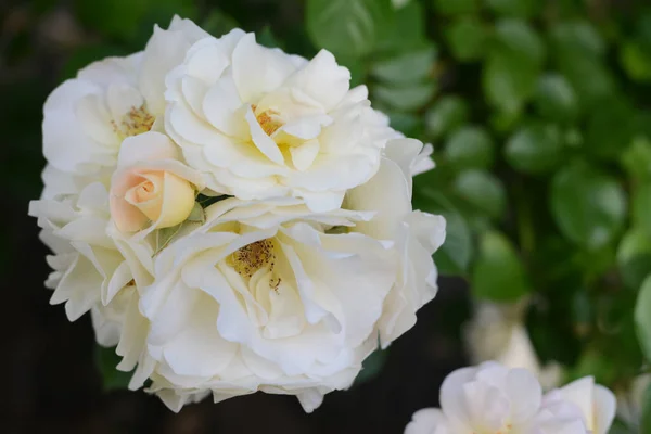 Vackra Vita Ros Blommor Blommar Utomhus Närbild — Stockfoto