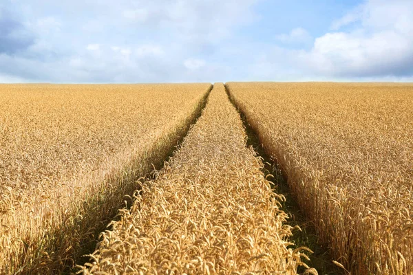 View of agricultural field with ripening wheat crop under beautiful sky